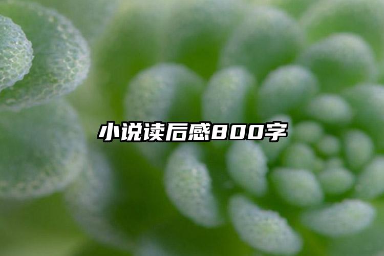 小说读后感800字