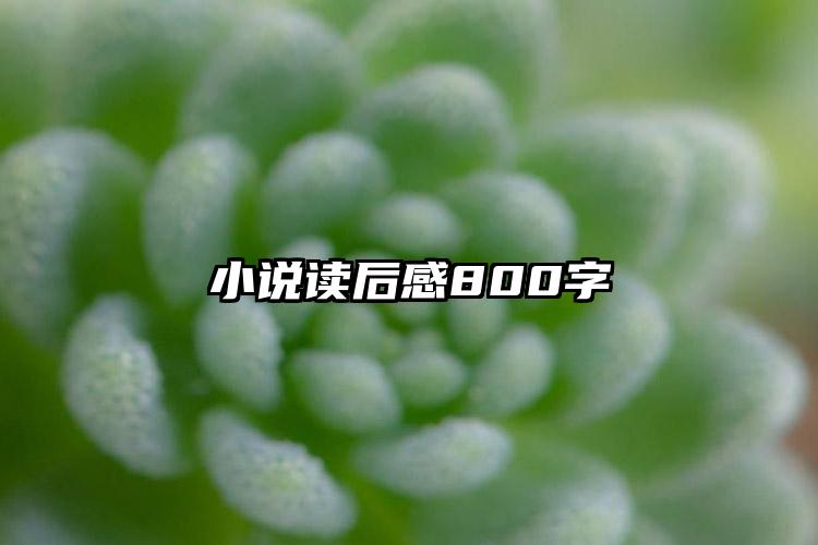 小说读后感800字